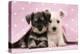 Miniature Schnauzer Puppies (6 Weeks Old)-null-Premier Image Canvas