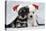 Miniature Schnauzer Puppies (6 Weeks Old)-null-Premier Image Canvas