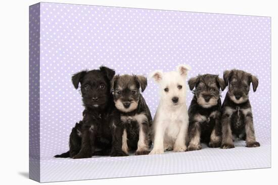 Miniature Schnauzer Puppies (6 Weeks Old)-null-Premier Image Canvas