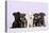 Miniature Schnauzer Puppies (6 Weeks Old)-null-Premier Image Canvas