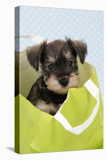Miniature Schnauzer Puppy (6 Weeks Old) in Bag-null-Premier Image Canvas