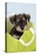 Miniature Schnauzer Puppy (6 Weeks Old) in Bag-null-Premier Image Canvas