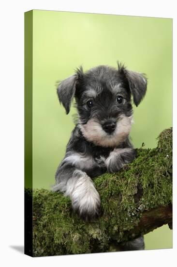 Miniature Schnauzer Puppy (6 Weeks Old) on a Mossy Log-null-Premier Image Canvas