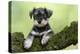 Miniature Schnauzer Puppy (6 Weeks Old) on a Mossy Log-null-Premier Image Canvas