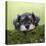 Miniature Schnauzer Puppy (6 Weeks Old) on a Mossy Log-null-Premier Image Canvas