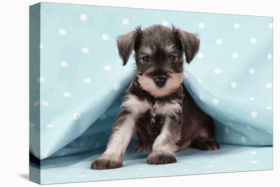 Miniature Schnauzer Puppy (6 Weeks Old)-null-Premier Image Canvas