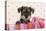 Miniature Schnauzer Puppy (6 Weeks Old)-null-Premier Image Canvas