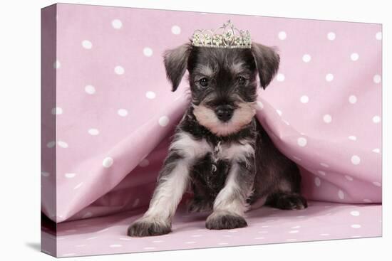 Miniature Schnauzer Puppy (6 Weeks Old)-null-Premier Image Canvas