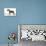Miniature Schnauzer-null-Premier Image Canvas displayed on a wall