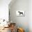 Miniature Schnauzer-null-Premier Image Canvas displayed on a wall