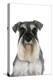 Miniature Schnauzer-null-Premier Image Canvas