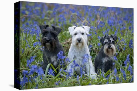 Miniature Schnauzers in Bluebells-null-Premier Image Canvas