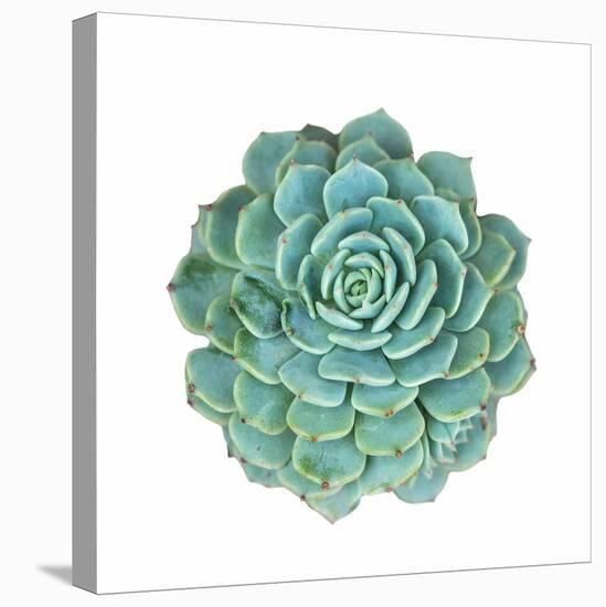 Miniature Succulent Plants-kenny001-Premier Image Canvas