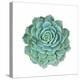 Miniature Succulent Plants-kenny001-Premier Image Canvas