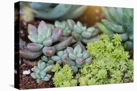 Miniature Succulent Plants-kenny001-Premier Image Canvas