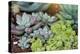 Miniature Succulent Plants-kenny001-Premier Image Canvas