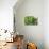 Miniature Succulent Plants-kenny001-Premier Image Canvas displayed on a wall