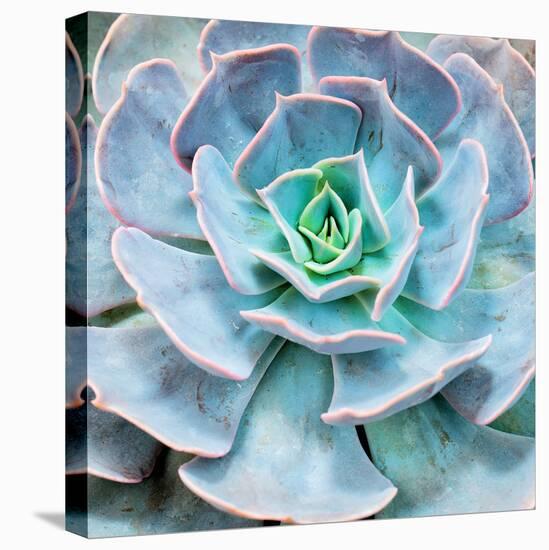 Miniature Succulent Plants-kenny001-Premier Image Canvas