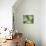 Miniature Succulent Plants-asharkyu-Premier Image Canvas displayed on a wall