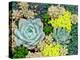 Miniature Succulent Plants-asharkyu-Premier Image Canvas