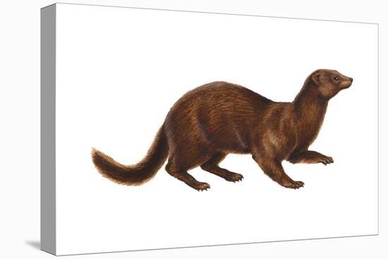 Mink (Mustela Vison), Mammals-Encyclopaedia Britannica-Stretched Canvas