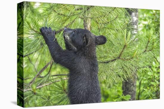 Minnesota, Minnesota Wildlife Connection. Black Bear Cub in a Pine-Rona Schwarz-Premier Image Canvas