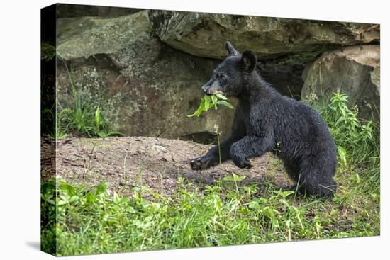 Minnesota, Sandstone, Black Bear Cub with Leaf in Mouth-Rona Schwarz-Premier Image Canvas