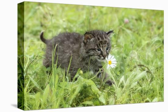 Minnesota, Sandstone, Bobcat Kitten in Spring Grasses with Daisy-Rona Schwarz-Premier Image Canvas