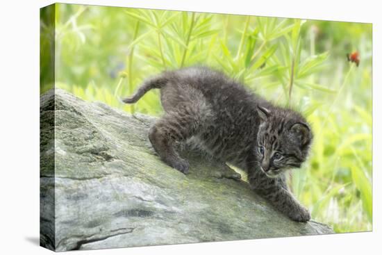 Minnesota, Sandstone, Bobcat Kitten on Top of Log in Spring Grasses-Rona Schwarz-Premier Image Canvas