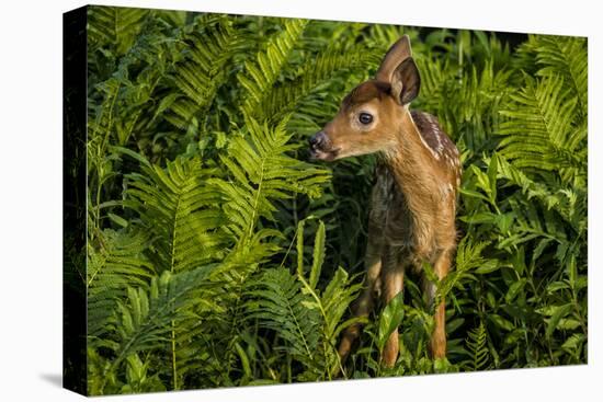 Minnesota, Sandstone, Close Up of White Tailed Deer Fawn in the Ferns-Rona Schwarz-Premier Image Canvas