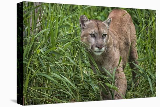 Minnesota, Sandstone, Minnesota Connection. Cougar on the Prowl-Rona Schwarz-Premier Image Canvas