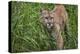 Minnesota, Sandstone, Minnesota Connection. Cougar on the Prowl-Rona Schwarz-Premier Image Canvas