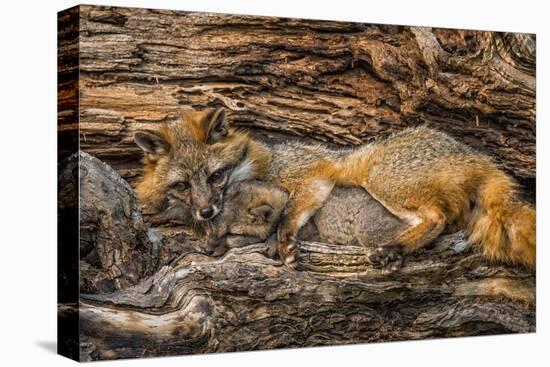 Minnesota, Sandstone, Minnesota Wildlife Connection. Grey Fox and Kit-Rona Schwarz-Premier Image Canvas