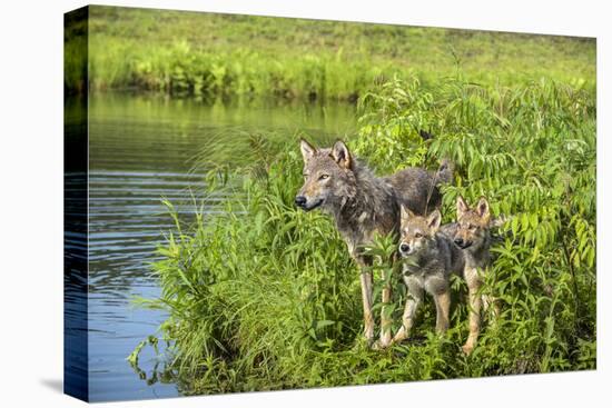 Minnesota, Sandstone, Minnesota Wildlife Connection. Grey Wolf and Pup-Rona Schwarz-Premier Image Canvas