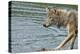Minnesota, Sandstone, Minnesota Wildlife Connection. Grey Wolf on Log-Rona Schwarz-Premier Image Canvas