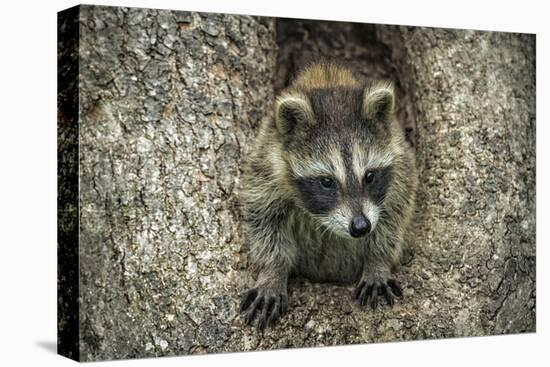 Minnesota, Sandstone. Raccoon in a Hollow Tree-Rona Schwarz-Premier Image Canvas