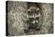 Minnesota, Sandstone. Raccoon in a Hollow Tree-Rona Schwarz-Premier Image Canvas