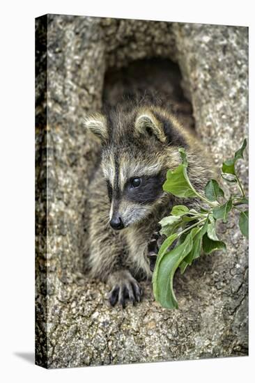 Minnesota, Sandstone. Raccoon in a Hollow Tree-Rona Schwarz-Premier Image Canvas