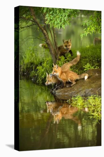 Minnesota, Sandstone, Three Red Fox Kits Gazing Intently Ahead-Rona Schwarz-Premier Image Canvas