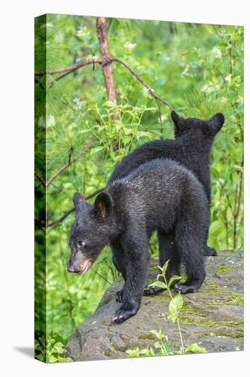 Minnesota, Sandstone, Two Black Bear Cubs Standing Back to Back-Rona Schwarz-Premier Image Canvas