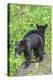 Minnesota, Sandstone, Two Black Bear Cubs Standing Back to Back-Rona Schwarz-Premier Image Canvas