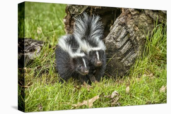 Minnesota, Sandstone, Two Striped Skunk Kits Outside Hollow Log-Rona Schwarz-Premier Image Canvas