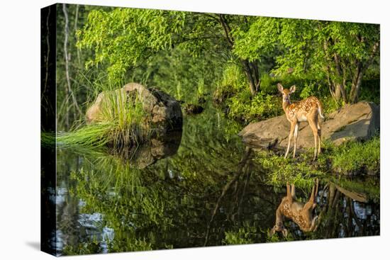 Minnesota, Sandstone, White Tailed Deer Fawn and Foliage-Rona Schwarz-Premier Image Canvas