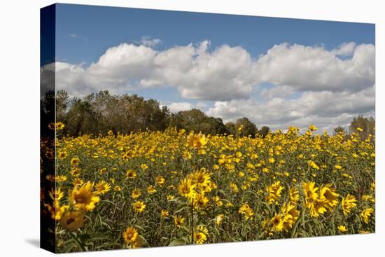 Minnesota, West Saint Paul, Field of Daisy Wildflowers and Clouds-Bernard Friel-Premier Image Canvas