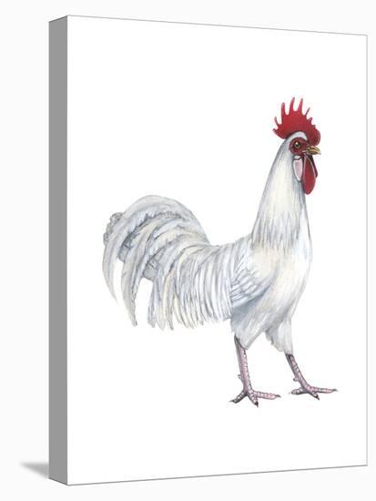 Minorca (Gallus Gallus Domesticus), Rooster, Poultry, Birds-Encyclopaedia Britannica-Stretched Canvas