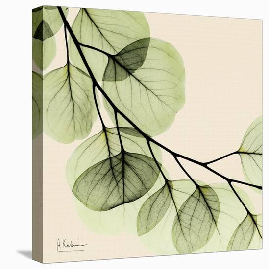 Mint Eucalyptus 2-Albert Koetsier-Stretched Canvas