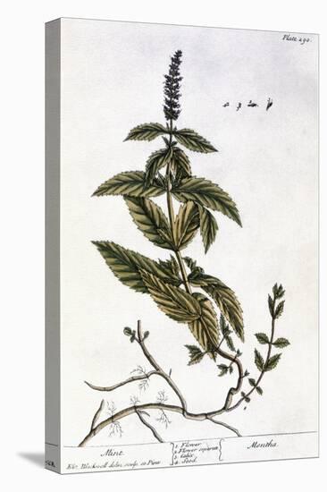 Mint Plant, 1735-Elizabeth Blackwell-Premier Image Canvas