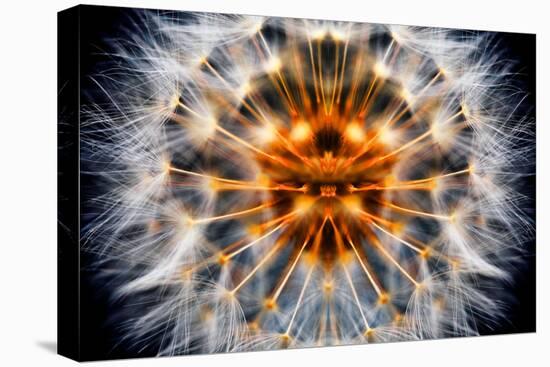 Mirrored Dandelion-Andy Bell-Premier Image Canvas