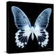 Miss Butterfly Agenor Sq - X-Ray Black Edition-Philippe Hugonnard-Stretched Canvas
