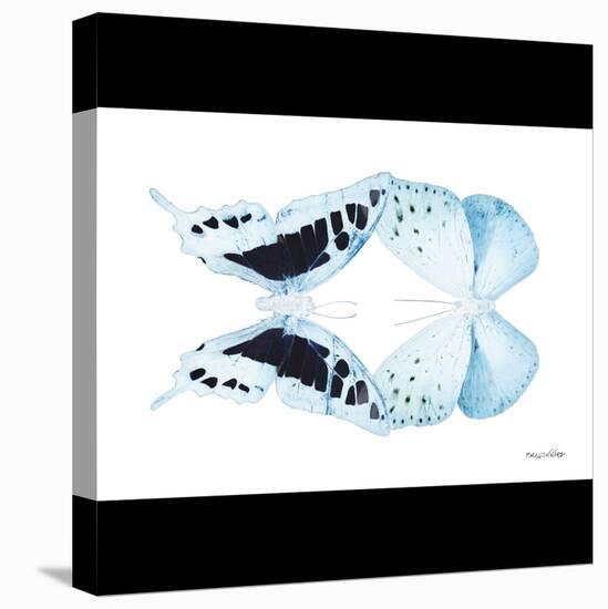 Miss Butterfly Duo Cloanthaea Sq - X-Ray B&W Edition-Philippe Hugonnard-Stretched Canvas